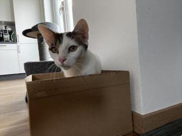 Schmusekatze ANNABELLE sucht!