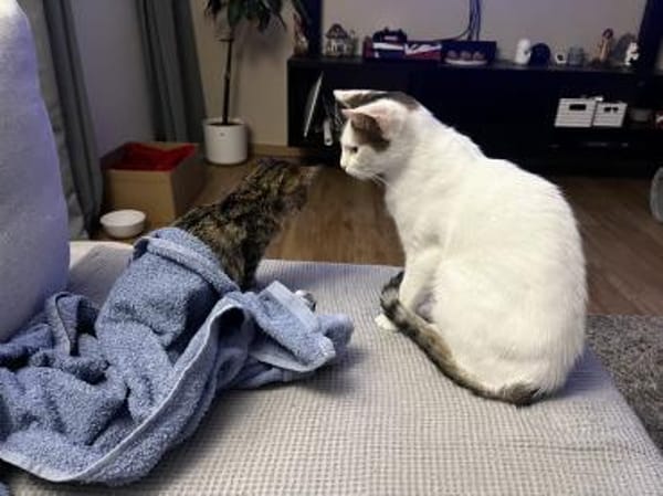 Schmusekatze ANNABELLE sucht!