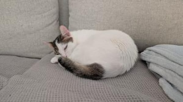 Schmusekatze ANNABELLE sucht!