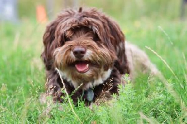 Mogli - klein aber oho!