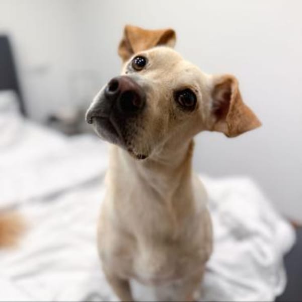 Goldiger Chop sucht Köbchen !