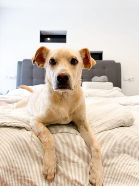 Goldiger Chop sucht Köbchen !