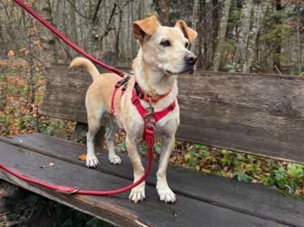 Goldiger Chop sucht Köbchen !