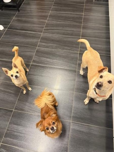 Goldiger Chop sucht Köbchen !