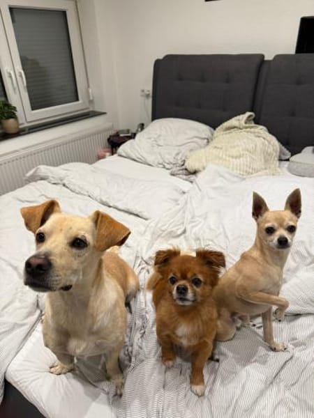 Goldiger Chop sucht Köbchen !