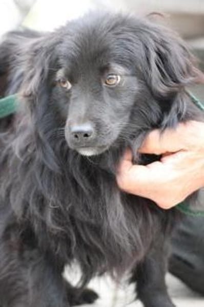 Janu - kinderlieber Jungrüde