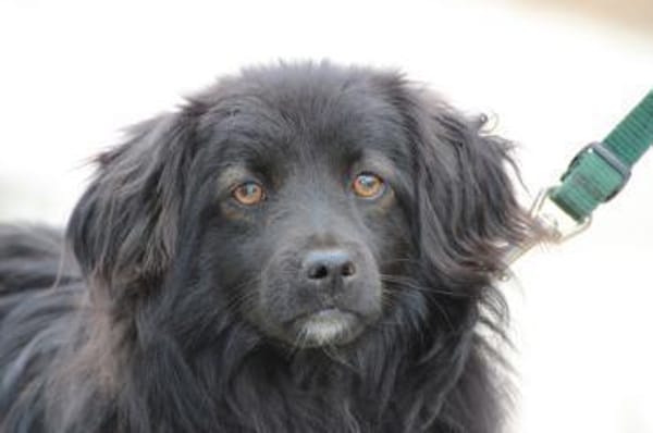 Janu - kinderlieber Jungrüde