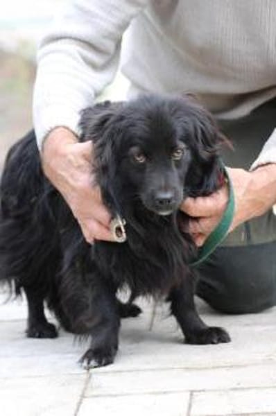 Janu - kinderlieber Jungrüde