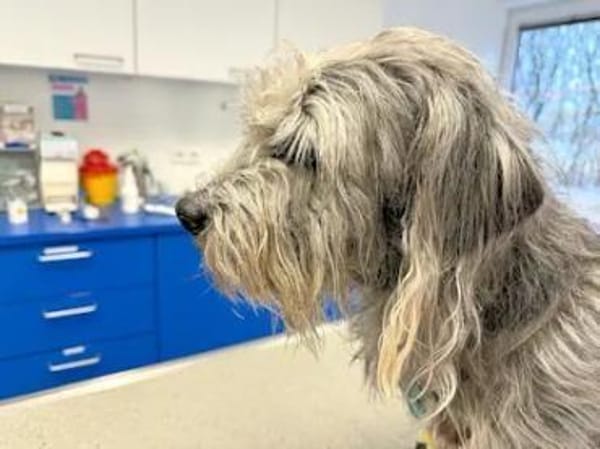 LORENZO - er sucht Paten