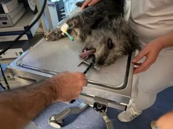 LORENZO - er sucht Paten