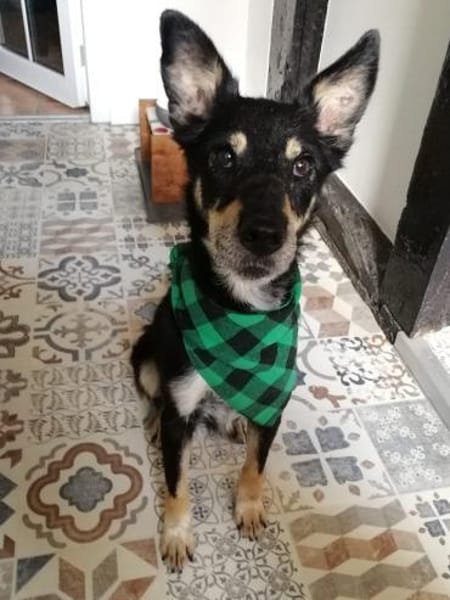 Liebevoller Rüde sucht sein Zuhause