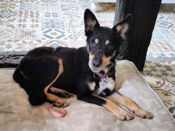 Liebevoller Rüde sucht sein Zuhause