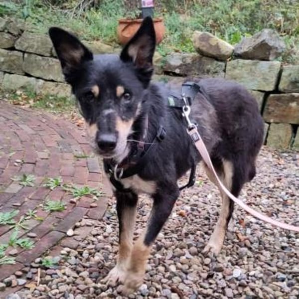 Liebevoller Rüde sucht sein Zuhause