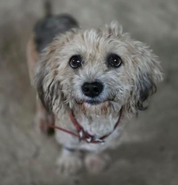 🐾 🌸 Annika  ein Herz auf vier Pfoten