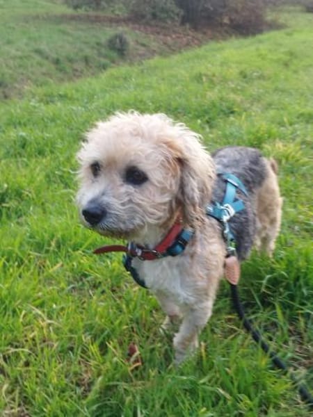 🐾 🌸 Annika  ein Herz auf vier Pfoten