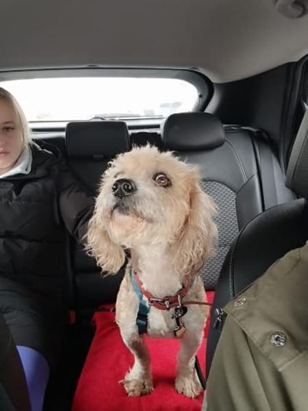 🐾 🌸 Annika  ein Herz auf vier Pfoten