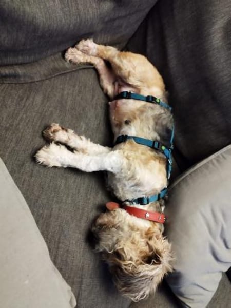 🐾 🌸 Annika  ein Herz auf vier Pfoten