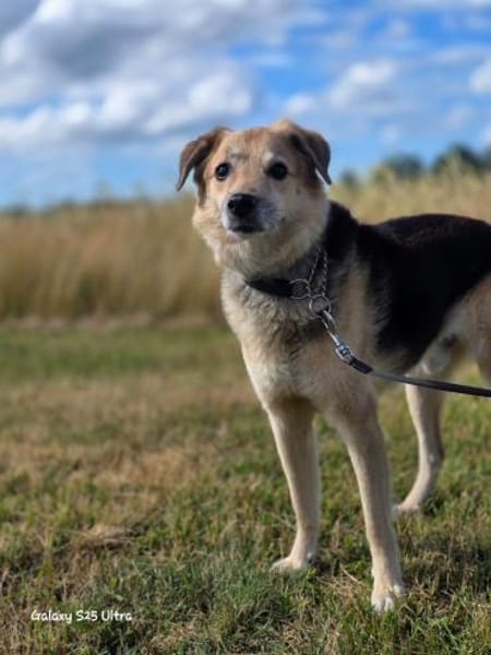 Karden  Ein Gentleman