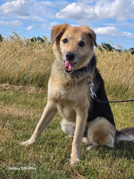 Karden  Ein Gentleman