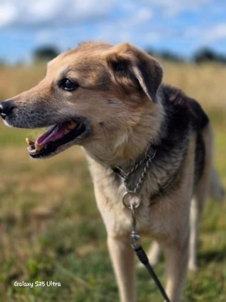 Karden  Ein Gentleman