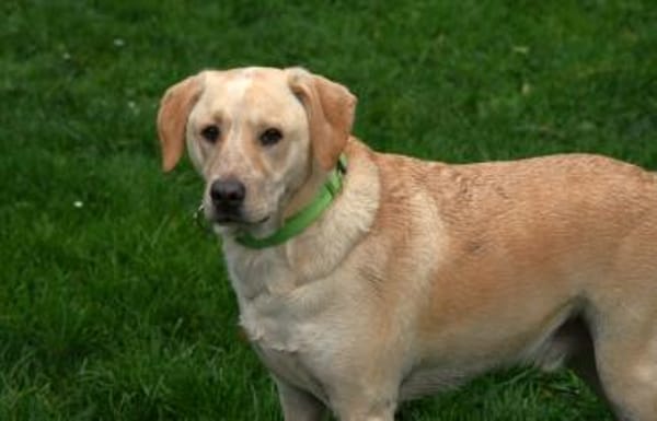 Nacho sucht ein neues Zuhause