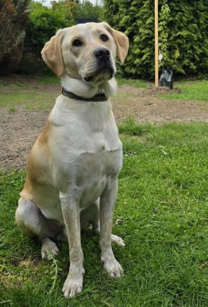 Nacho sucht ein neues Zuhause