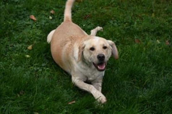 Nacho sucht ein neues Zuhause