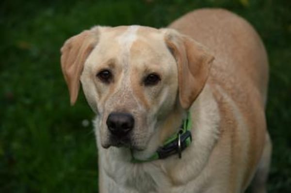 Nacho sucht ein neues Zuhause