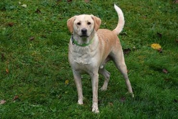 Nacho sucht ein neues Zuhause