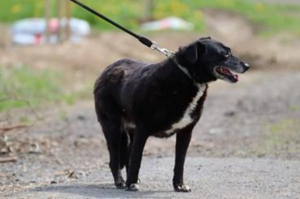 Magula - ruhig u. sehr lieb