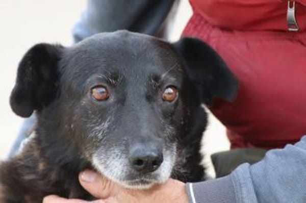 Magula - ruhig u. sehr lieb