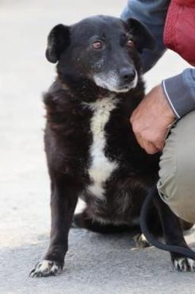 Magula - ruhig u. sehr lieb