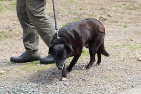 Magula - ruhig u. sehr lieb