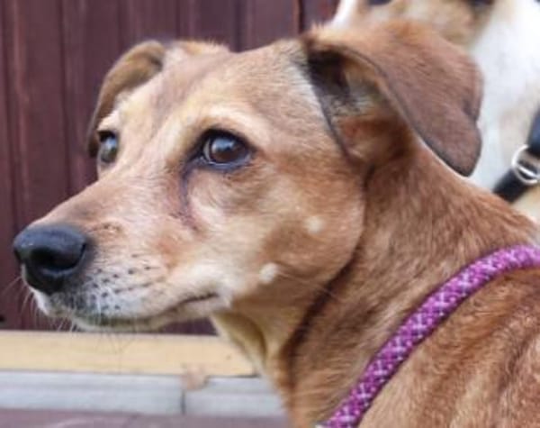 Mathilda ❤ wartet in 90427 Nürnberg