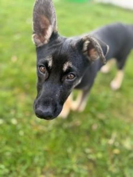 Pacita 40 cm (Nov 25) Pflegestelle