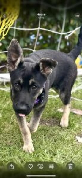 Pacita 40 cm (Nov 25) Pflegestelle