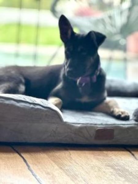 Pacita 40 cm (Nov 25) Pflegestelle