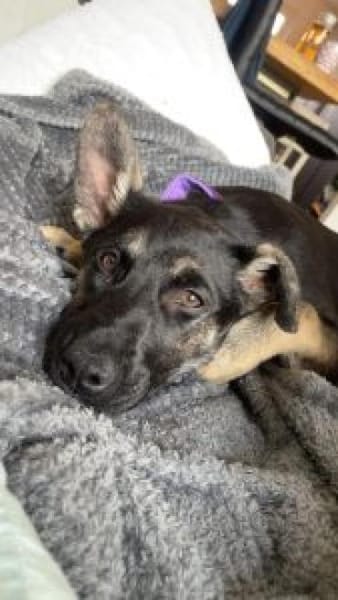 Pacita 40 cm (Nov 25) Pflegestelle