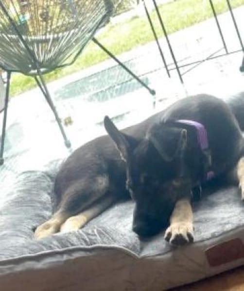 Pacita 40 cm (Nov 25) Pflegestelle