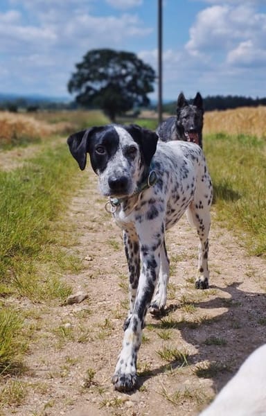 Bronco2 sucht einen Gnadenplatz