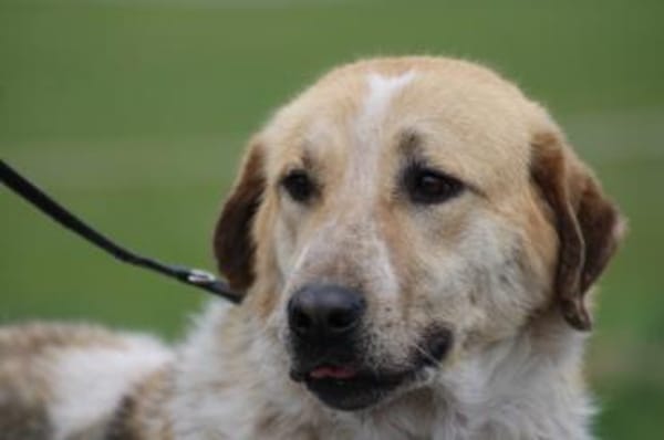 Courbet - sehr zutraulich u. liebenswert