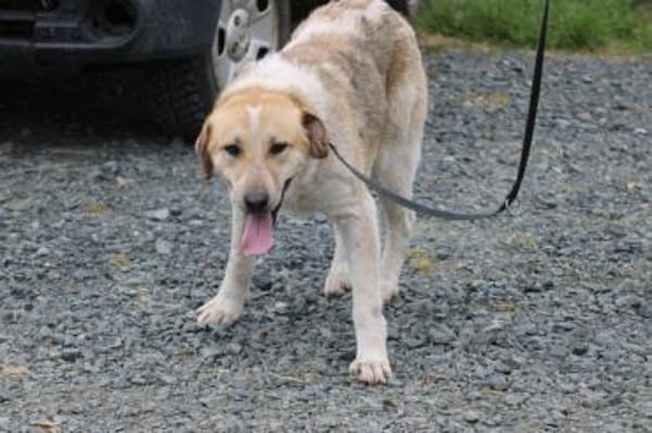 Courbet - sehr zutraulich u. liebenswert