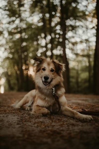 Baily - hoch intelligent und verschmust❤