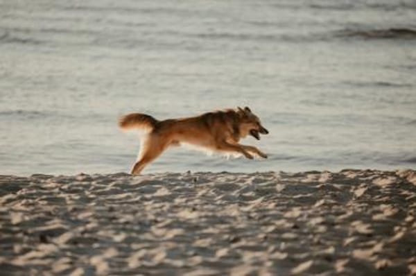 Baily - hoch intelligent und verschmust❤