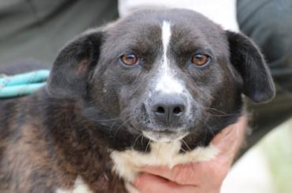 Batida  sehr liebenswerte, kleine Hündin