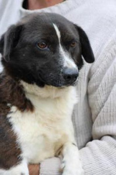 Batida  sehr liebenswerte, kleine Hündin