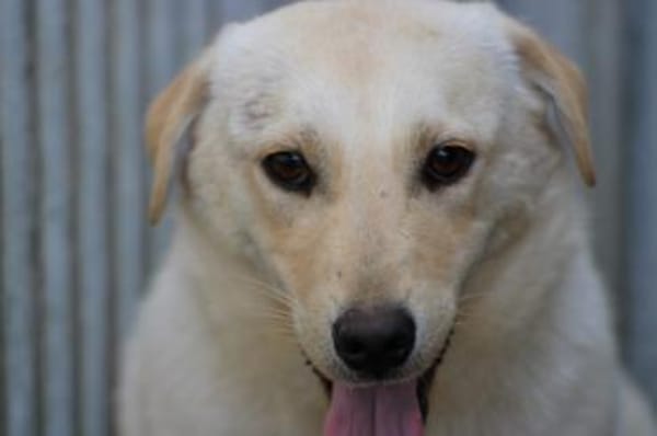 Sancho - verspielt u. kinderlieb