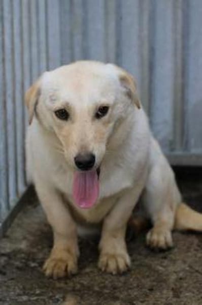 Sancho - verspielt u. kinderlieb