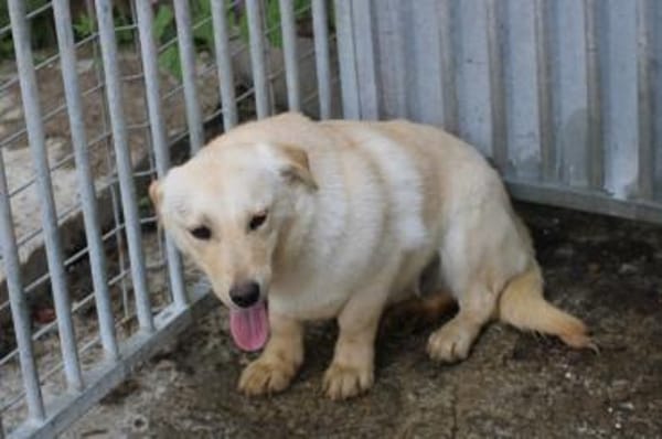 Sancho - verspielt u. kinderlieb