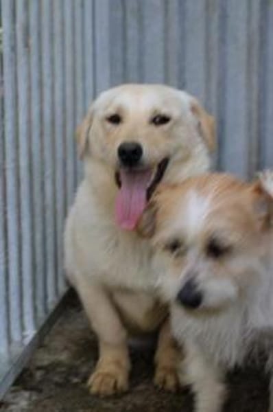 Sancho - verspielt u. kinderlieb